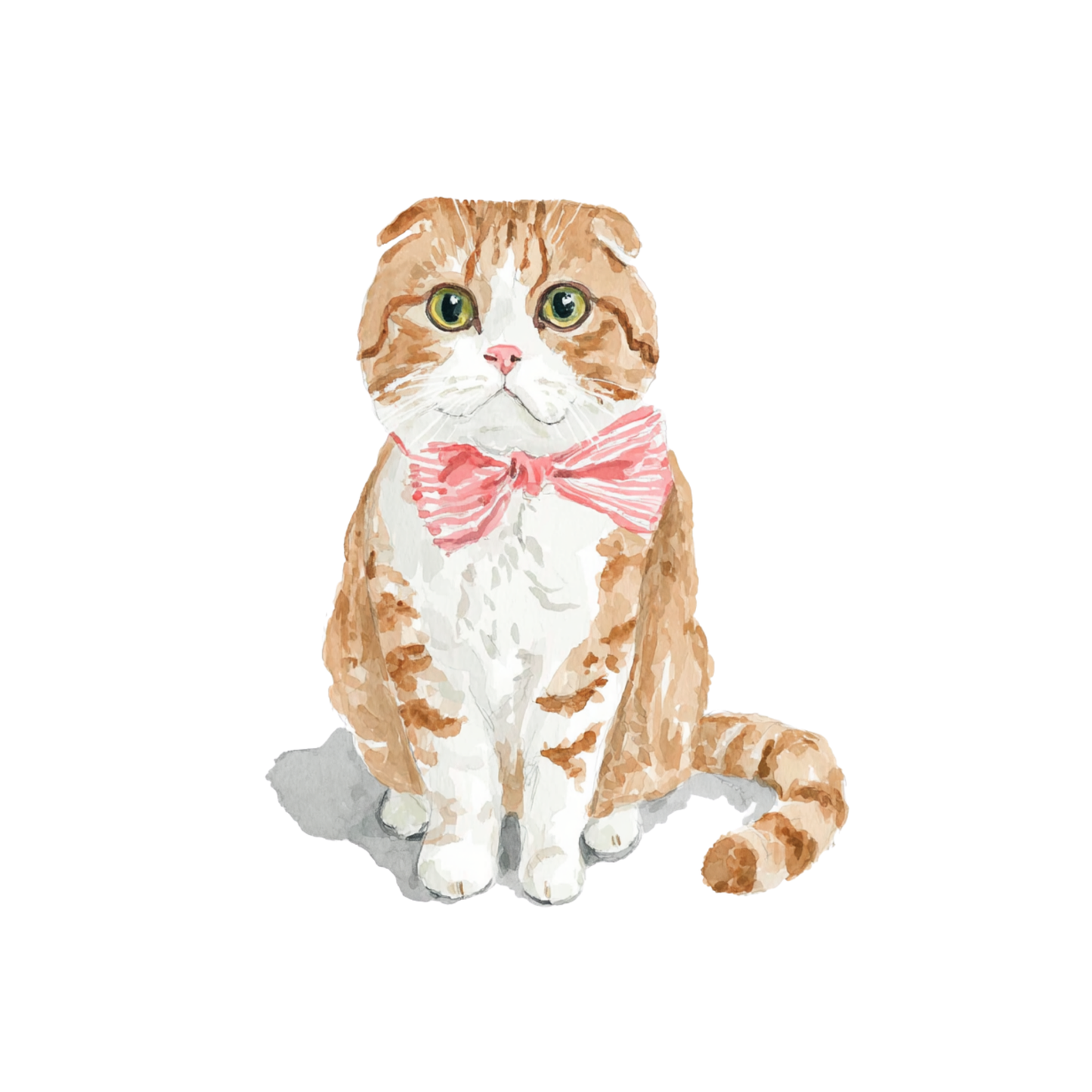 Soft Scottish Fold - Art Print