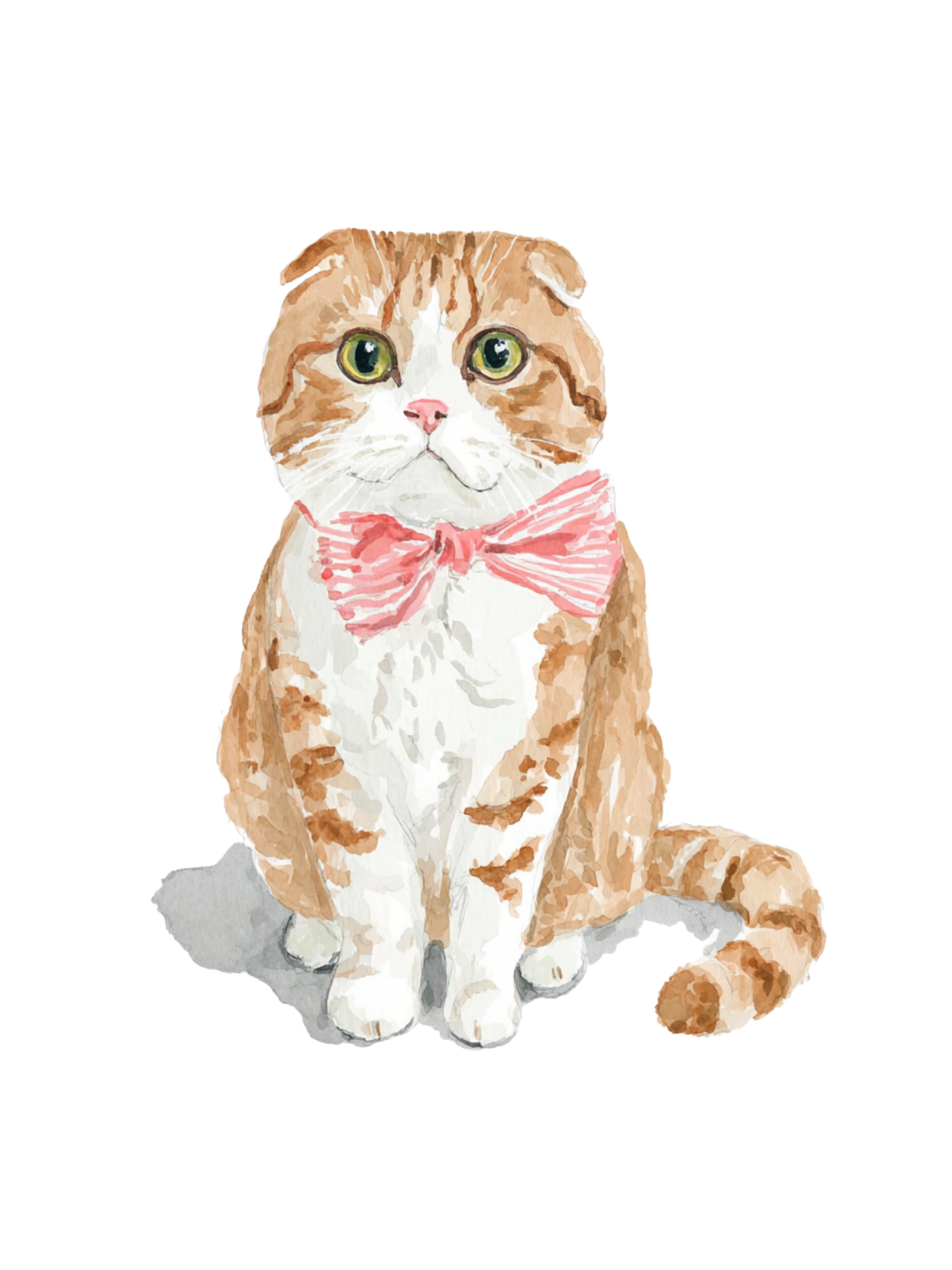 Soft Scottish Fold - Art Print