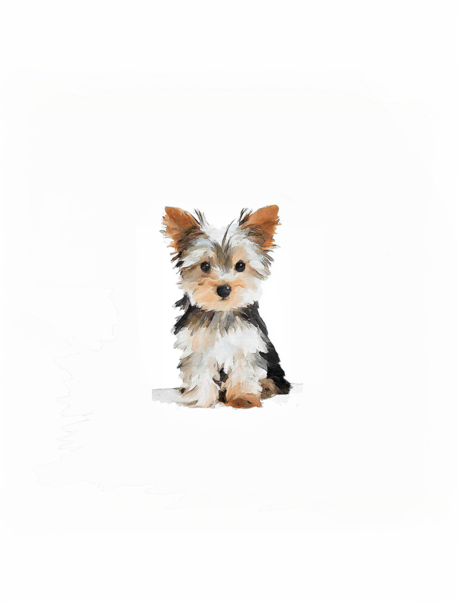 Little Yorkie - Art Print